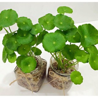 Hạt Giống CỎ ĐỒNG TIỀN - 100 Hạt - HÀNG CÔNG TY