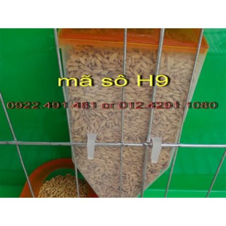 Máng ăn tự động 29k/cái