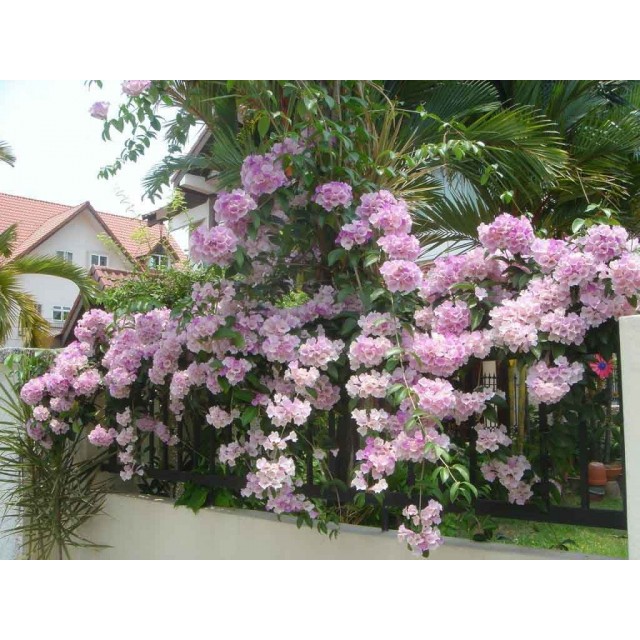 Hạt Giống Hoa Lan Tỏi 10 hạt mix màu siêu hoa F1