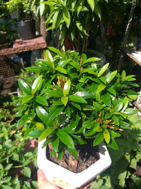 Hoa Trang bonsai mini