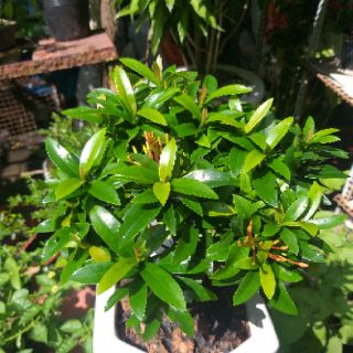 Hoa Trang bonsai mini