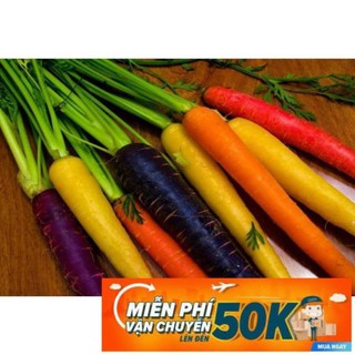 100 Hạt giống Cà rốt nhiều màu (tặng gói kích nẩy mầm và hướng dẫn) LuckyseadTG