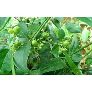 CÂY GIỐNG CÂY CHÈ VẰNG