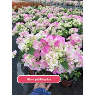 Cây hoa giấy Phớt hồng Thái lan - Sakura