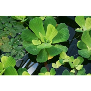 Bèo cái thủy sinh 5 bông