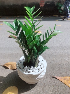 Chậu Cây Kim Phát Tài
