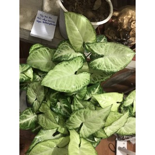 cây trầu bà trắng / 3 cây tróc bạc