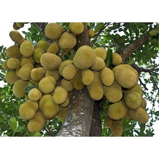 Cây Mít Tố Nữ .