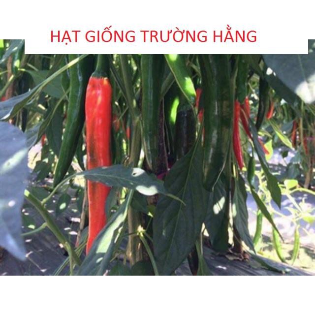 🌟HẠT GIỐNG ỚT HÀN QUỐC🌟 ỚT CHỈ ĐỊA ,ỚT TÓC DÀI SIÊU NĂNG XUẤT