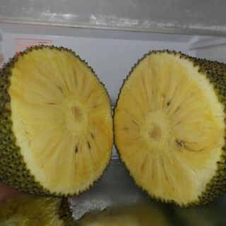 Cây giống mít không hạt