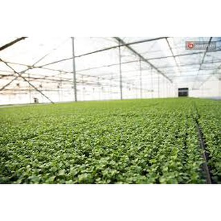 Hạt giống cải mơ lùn(20g)