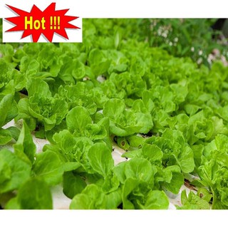Giống Rau Xà lách mỡ