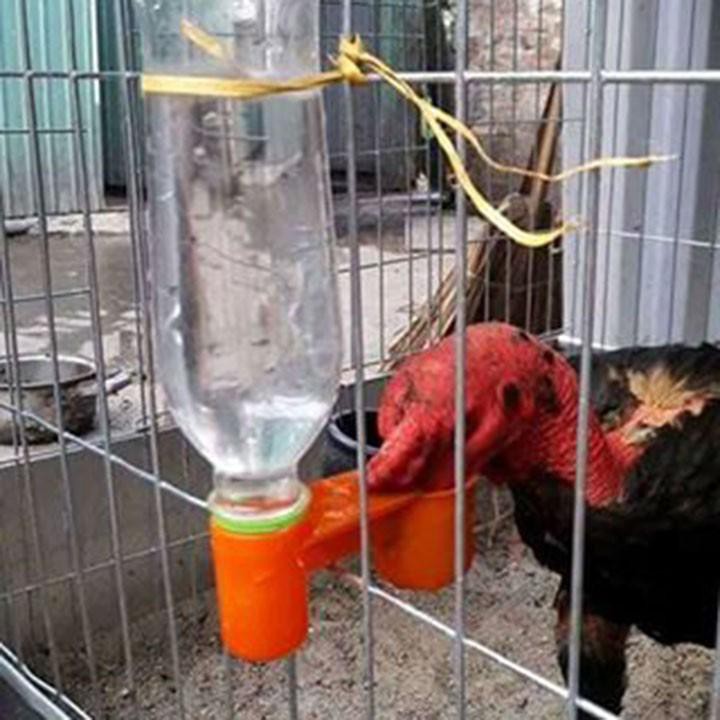 Máng uống tự động cho chim