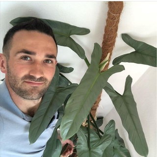 Kiếm Bạc, trầu bà, philodendron hastatum. ( cây giống )