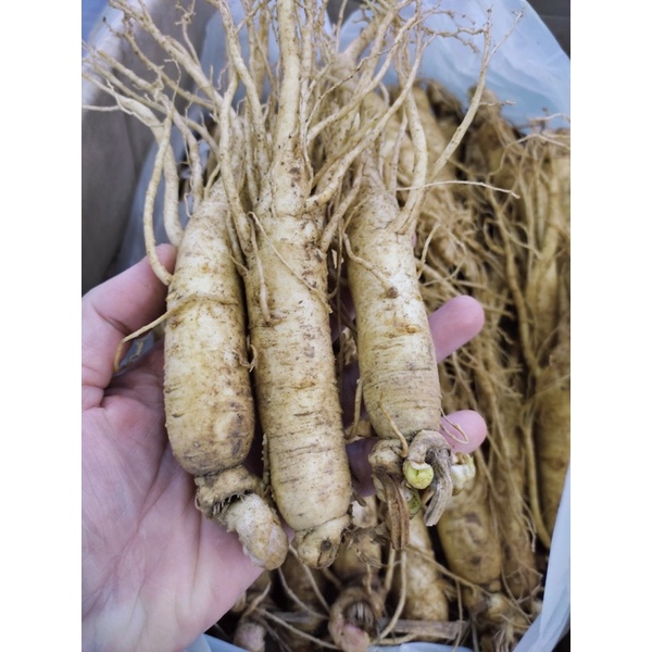 Nhân sâm tươi Hàn Quốc hầm gà 1kg 20-30 củ