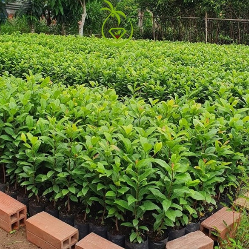 Cây Mai Tứ Quý Con Giống - tại Bến Tre | Hoa Ra Quanh Năm - Màu Vàng, Đỏ - Lá Răng Cưa - Cao 10 đến 40cm - Sức Sống Cao