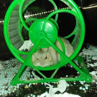 Wheel dành cho hamster