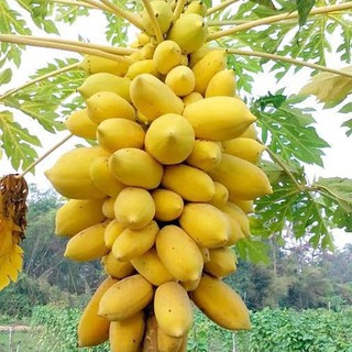 Hạt giống đu đủ vàng