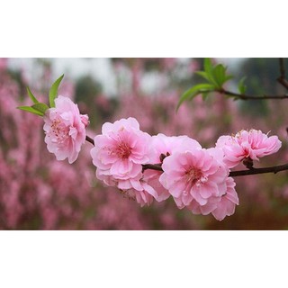 Đào Bích,phai kép giống