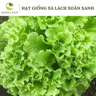 Hạt giống xà lách xoăn xanh - 2gr Seed Land nhập khẩu