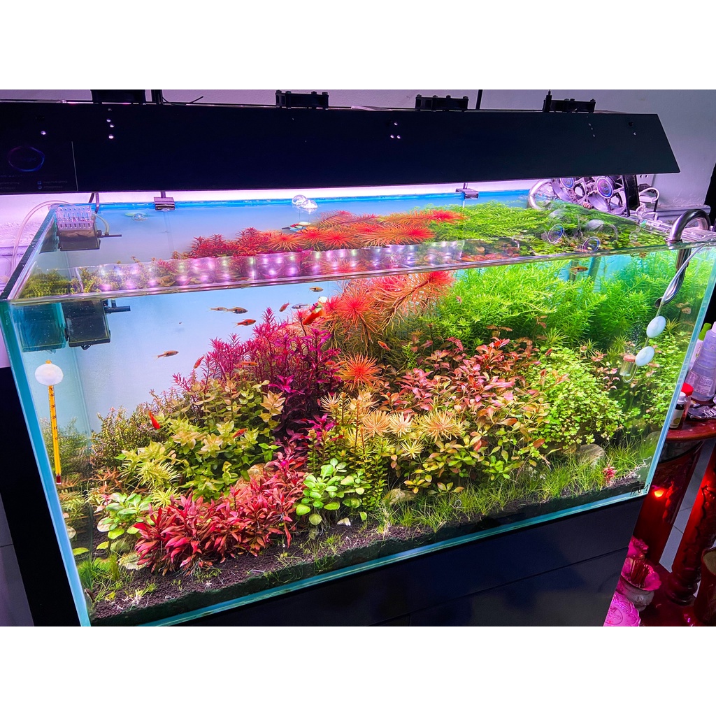 Đèn Thuỷ Sinh WRGB uvA 5054 SMD  - Magic Led Lighting