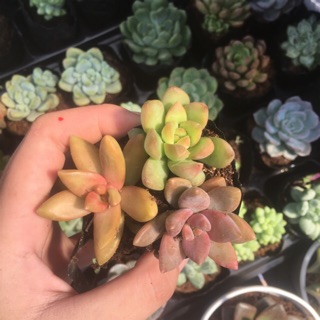 3cây sen đá ngẫu nhiên trong bầu