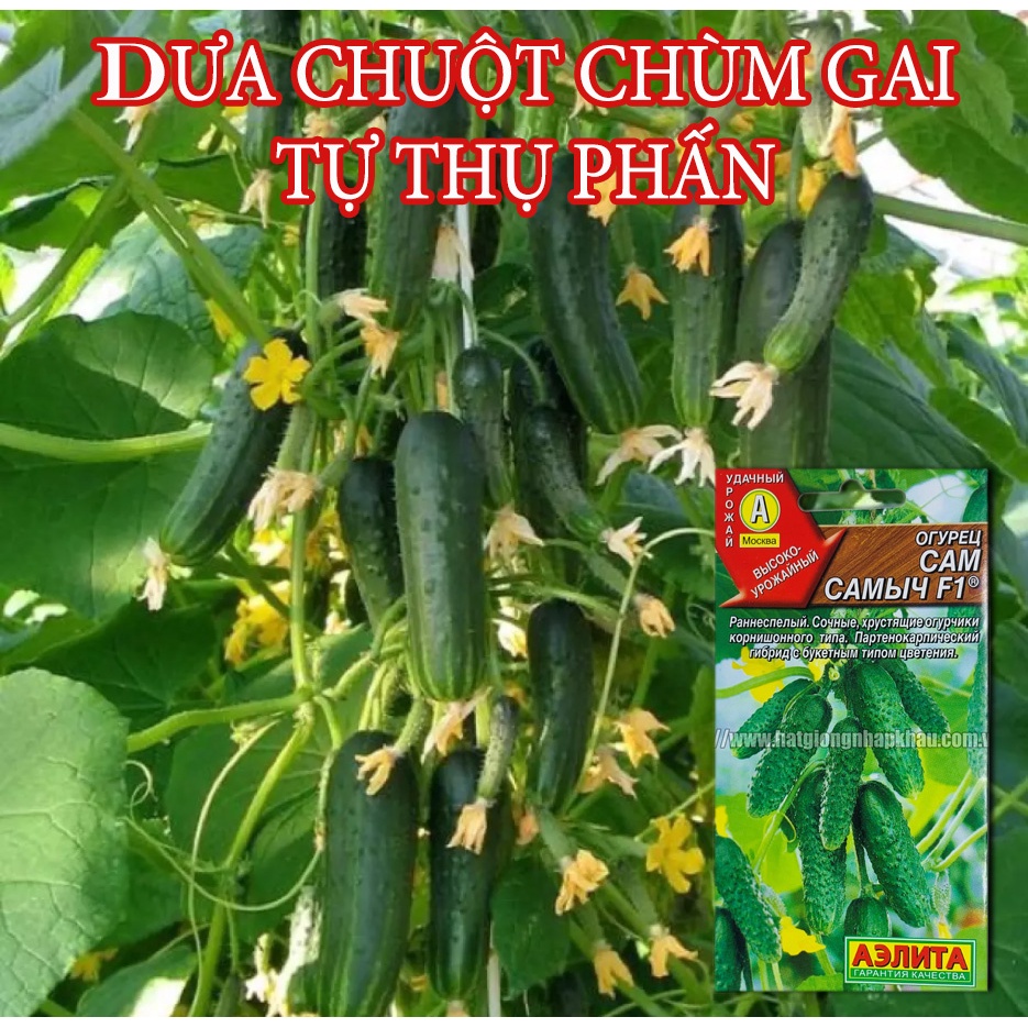 Hạt Giống Dưa Chuột Chùm Gai Tự Thụ Phấn F1. 0.2 Gr/Gói. Hàng Nga Date Mới
