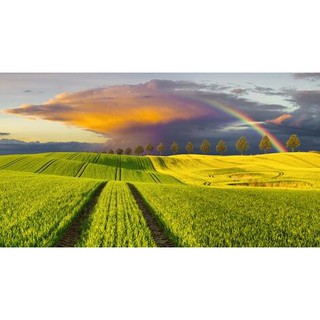 Tranh dán tường Tranh cánh đồng quê yên bình, tranh dán tường 3d hiện đại (tích hợp sẵn keo)