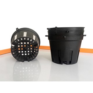 Combo 5 Chậu nhựa trồng lan phi 12