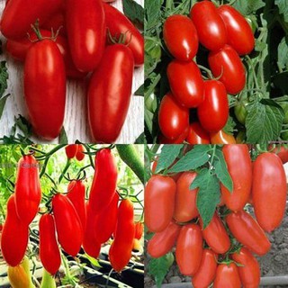 HẠT GIỐNG CÀ CHUA CHUỐI