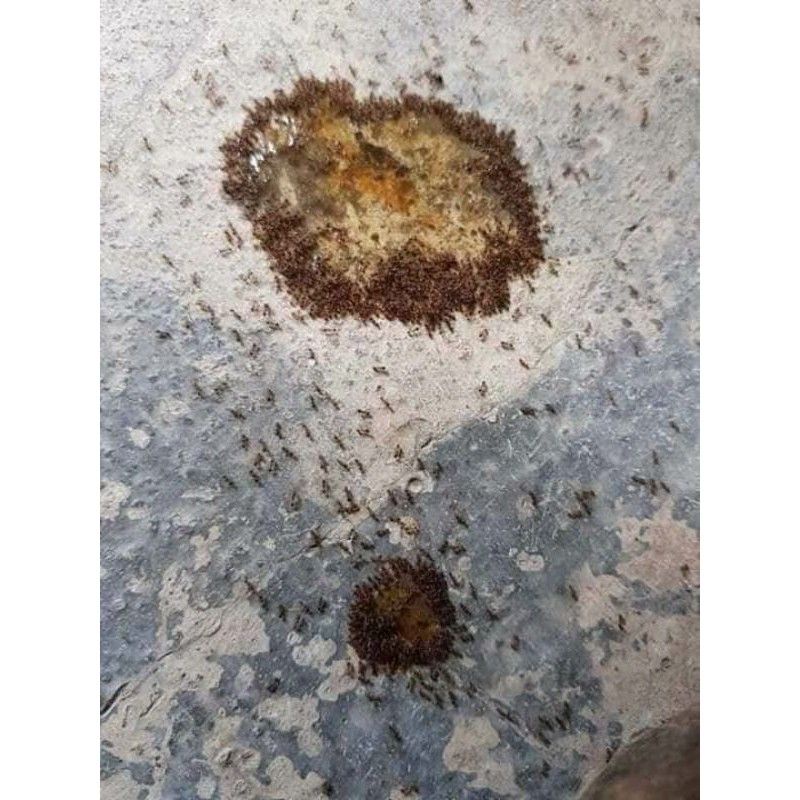 combo 10 diệt kiến gián sinh học