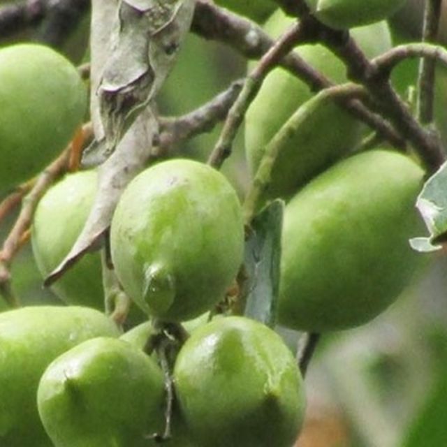 Cây cà na thái siêu to đẹp