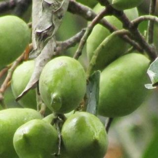 Cây cà na thái siêu to đẹp