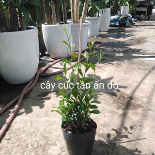 5 cây cúc tần ấn độ + Tặng Phân Bón