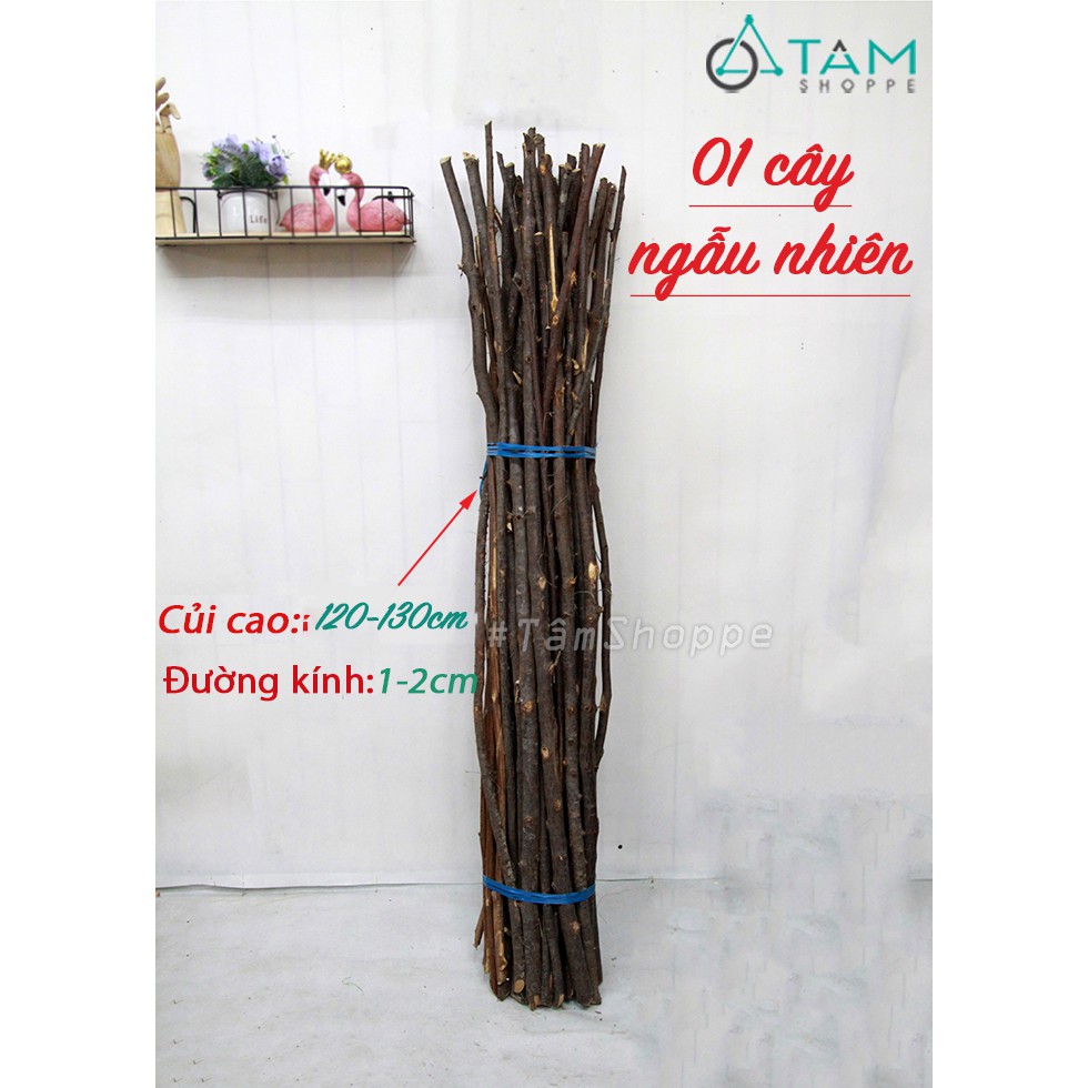 Combo 5 Cành cây củi khô trang trí đường kính 1-2cm dài 120-130cm ngẫu nhiên W-CUI-05 TAN