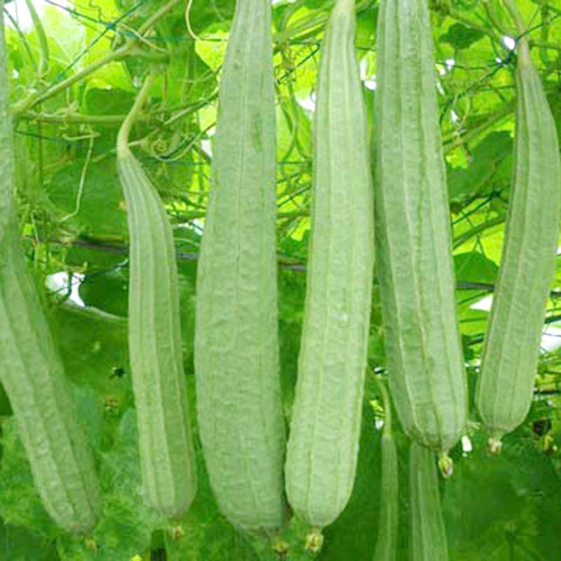 Hạt giống Mướp Khía F1