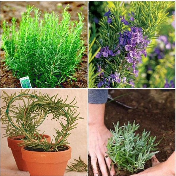 Hạt Giống Cây Hương Thảo Rosemary KNS1276 - Gói 20 hạt