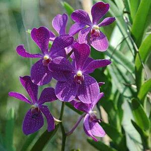 ComBo 5 Cây giống Hoa Lan Mokara Nhiều Màu  Đỏ,Vàng,Tím,Hồng,Trắng cây cao 20-30 cm