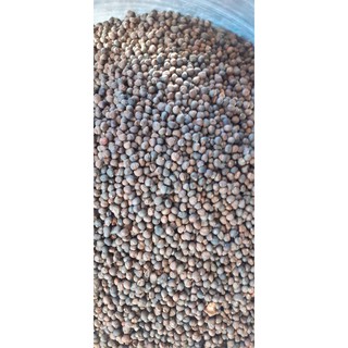200gram hạt bông gòn giống