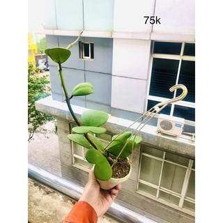 Chậu lan cẩm cù lá tim