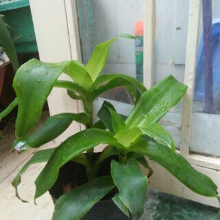 Cây lược vàng