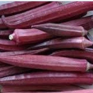 Hạt giống Đậu Bắp Đỏ Cao Sản ( Gói 5gram ) - Knseeds4