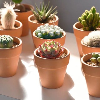 CHẬU NUNG SEN ĐÁ GIỐNG MỚI (TẶNG ĐẤT+SỎI)