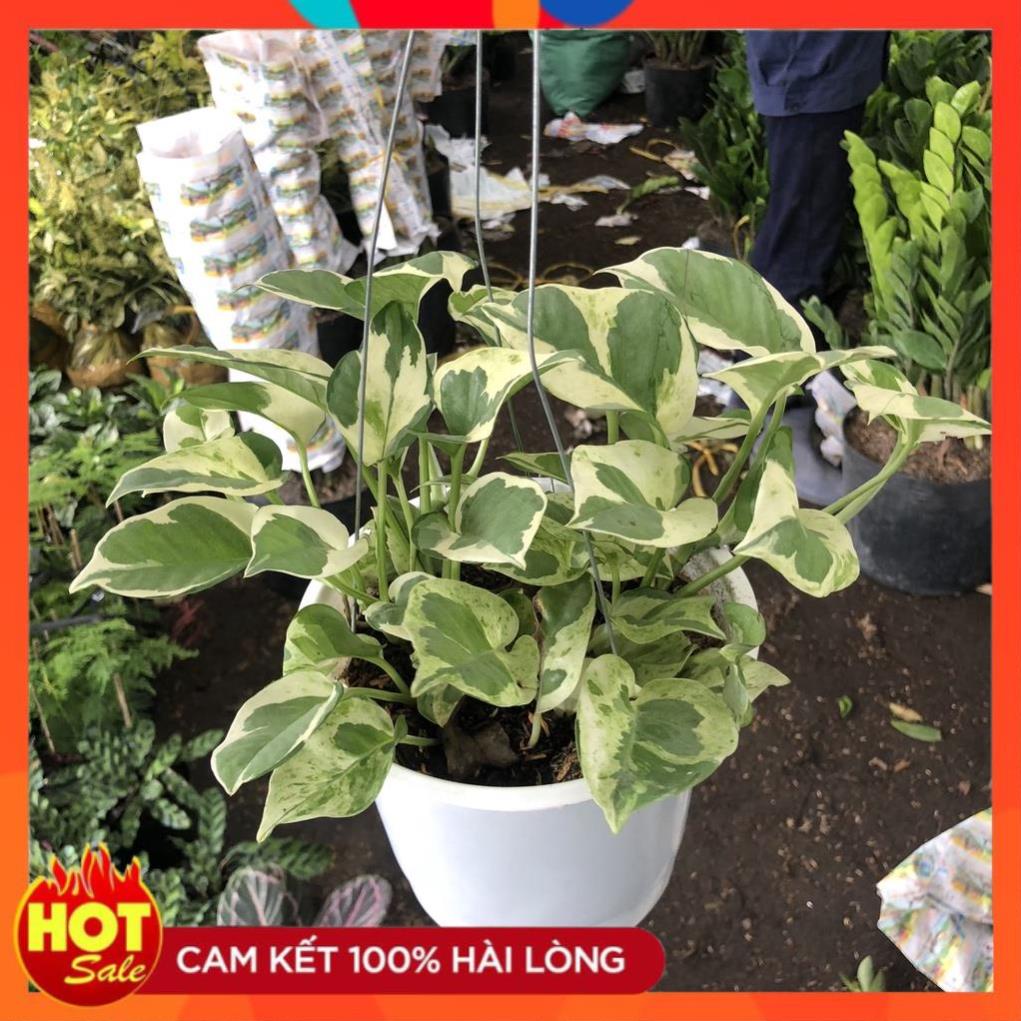 Cây trầu bà rủ cẩm thạch chậu treo, Ngọn dài 20cm lá bắt mắt dễ chăm sóc thích hợp treo ban công