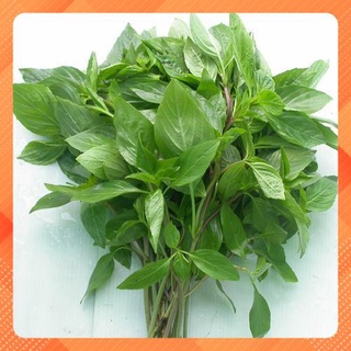 hạt giống rau húng quế