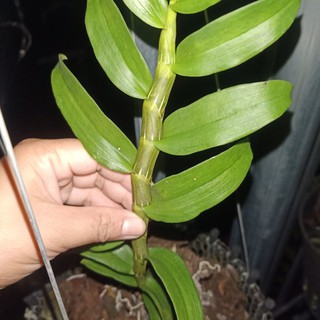 phi điệp thân lá đẹp ki năm 2