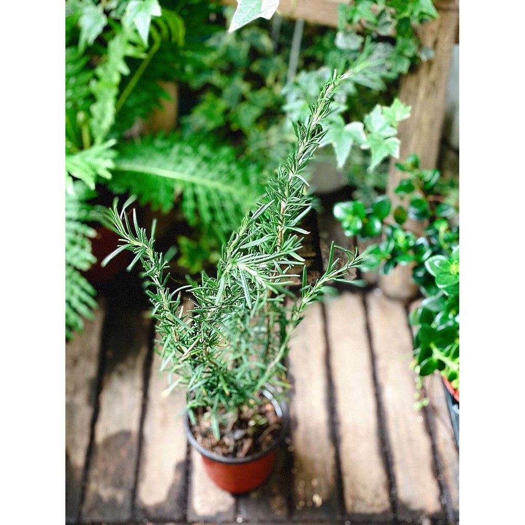 Cây Hương Thảo (Rosemary, Rosmarinus officinalis, Salvia rosmarinus) gốc già chậu nhựa