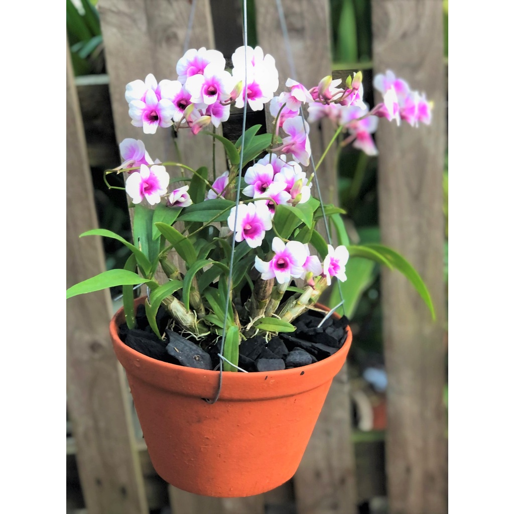 Chậu treo lan Denro Yaya trồng nơi có ít nắng