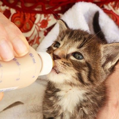 [ RẺ VK-L]Set bình bú sữa 5 món cho chó mèo con 60ml