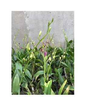 Compo 9chậu hoa lan đang nụ tặng 1 chậu.